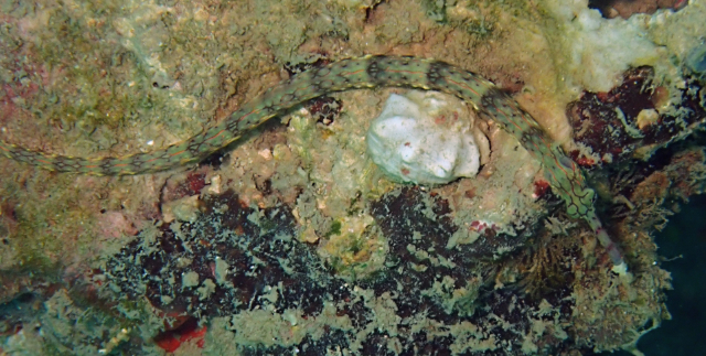 Click to View Network Pipefish<br><span style='font-size:12px'><i>Dave & Rose</i></span>