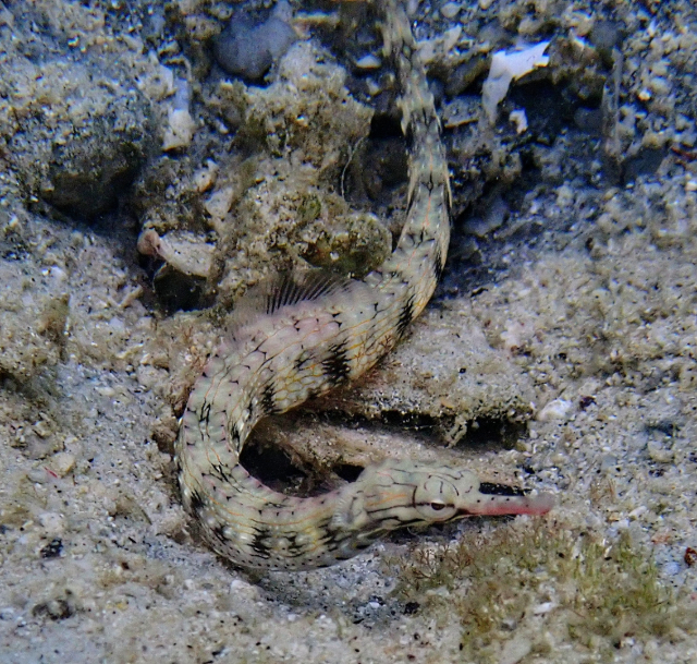 Click to View Network Pipefish<br><span style='font-size:12px'><i>Dave & Rose</i></span>