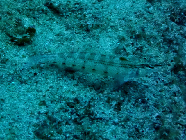 Click to View Nosestripe Sandperch<br><span style='font-size:12px'><i>Dave & Rose</i></span>