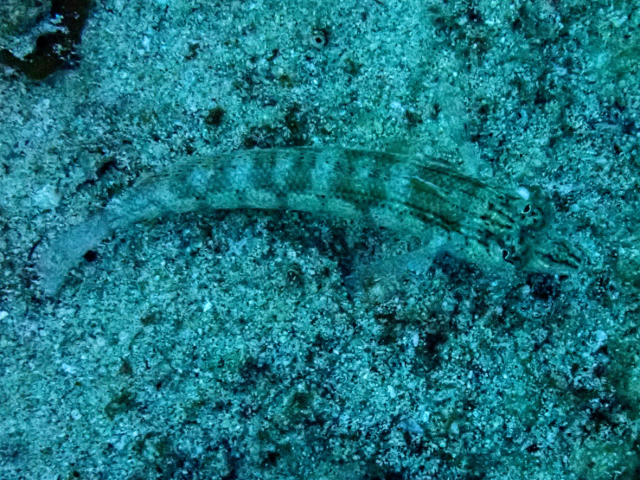 Click to View Nosestripe Sandperch<br><span style='font-size:12px'><i>Dave & Rose</i></span>