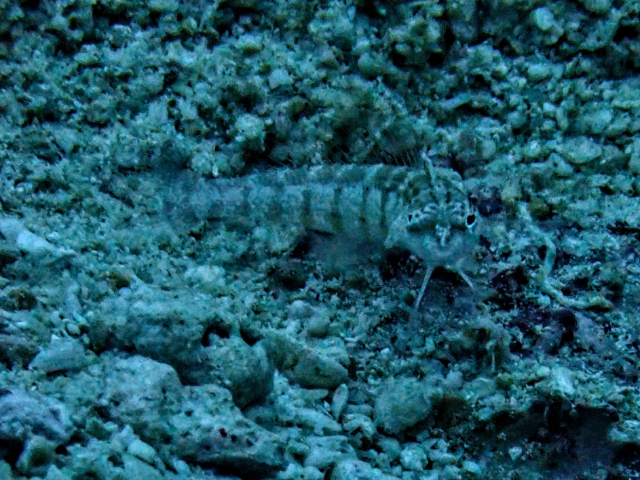 Click to View Nosestripe Sandperch<br><span style='font-size:12px'><i>Dave & Rose</i></span>