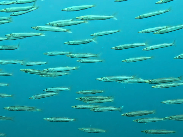 Obtuse Barracuda<br><span style='font-size:12px'><i>Dave & Rose</i></span>