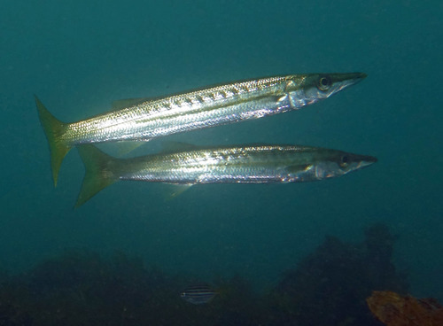 Obtuse Barracuda<br><span style='font-size:12px'><i>iNaturalist</i>&nbsp&nbsp&nbsp&nbsp</span>