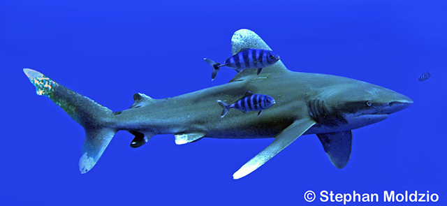 Click to View Oceanic Whitetip Shark<br><span style='font-size:12px'><i>Fishbase</i></span>