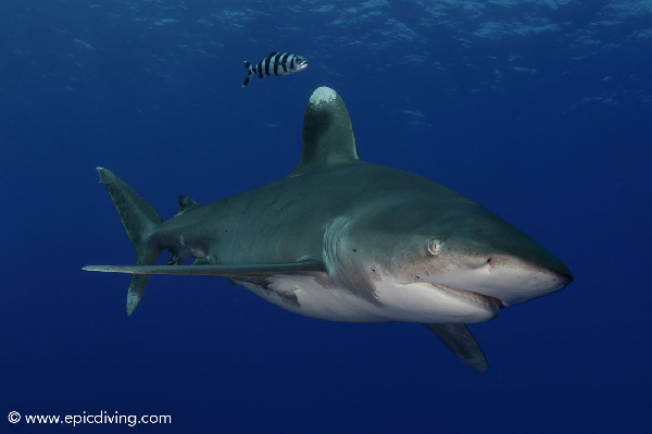 Click to View Oceanic Whitetip Shark<br><span style='font-size:12px'><i>Fishbase</i></span>