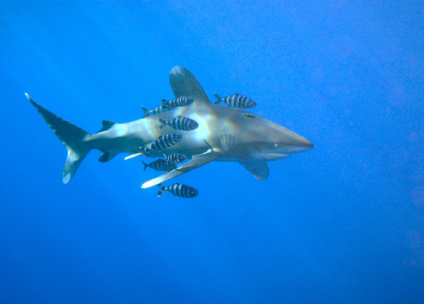 Click to View Oceanic Whitetip Shark<br><span style='font-size:12px'><i>Fishbase</i></span>