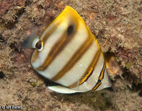 Click to View Ocellate Butterflyfish<br><span style='font-size:12px'><i>iNaturalist</i></span>