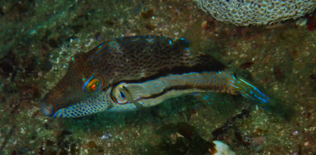 Click to View Ocellate Toby<br><span style='font-size:12px'><i>Dave & Rose</i></span>