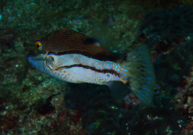 Click to View Ocellate Toby<br><span style='font-size:12px'><i>Dave & Rose</i></span>