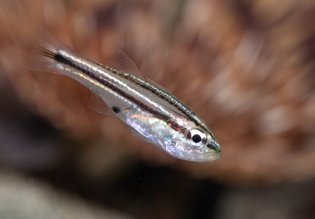 Click to View Offshore Cardinalfish<br><span style='font-size:12px'><i>Dave & Rose</i></span>