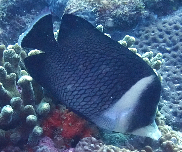 Click to View Oman Butterflyfish<br><span style='font-size:12px'><i>Dave & Rose</i></span>