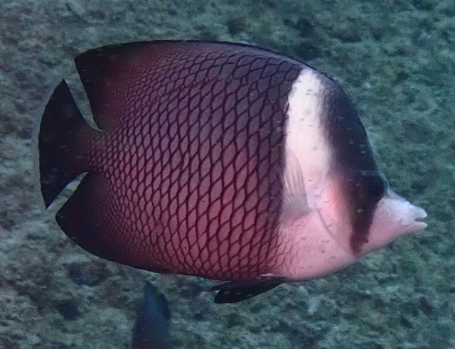 Click to View Oman Butterflyfish<br><span style='font-size:12px'><i>Dave & Rose</i></span>