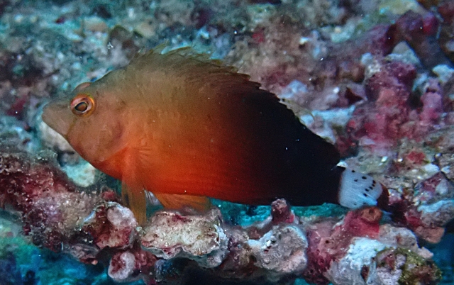 Click to View Oman Hawkfish<br><span style='font-size:12px'><i>Dave & Rose</i></span>