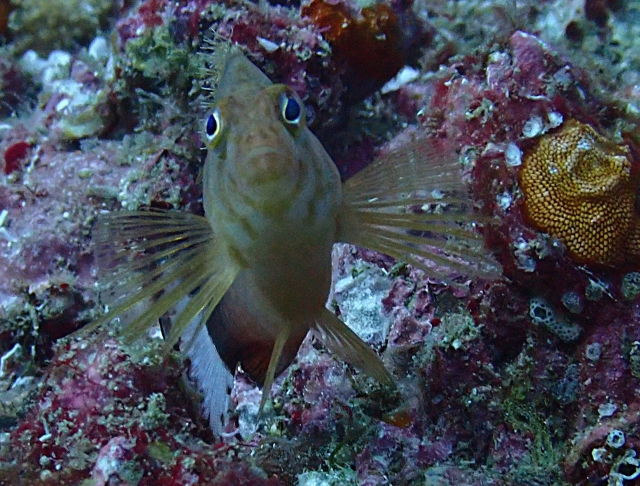 Click to View Oman Hawkfish<br><span style='font-size:12px'><i>Dave & Rose</i></span>