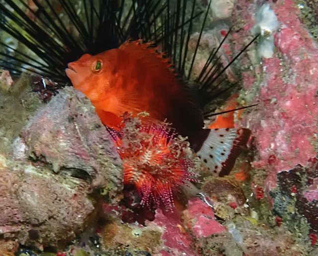 Click to View Oman Hawkfish<br><span style='font-size:12px'><i>Dave & Rose</i></span>