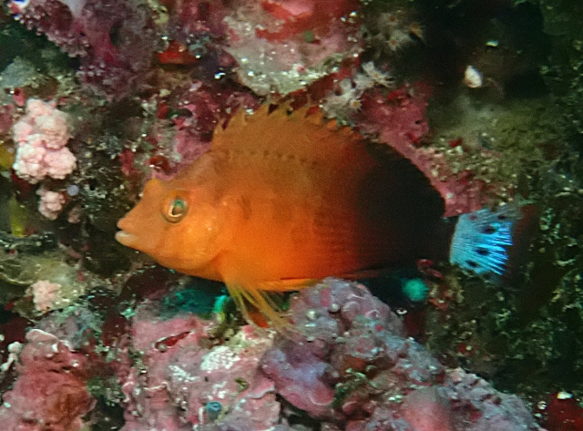 Click to View Oman Hawkfish<br><span style='font-size:12px'><i>Dave & Rose</i></span>