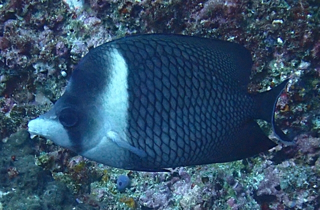 Click to View Oman Butterflyfish<br><span style='font-size:12px'><i>Dave & Rose</i></span>