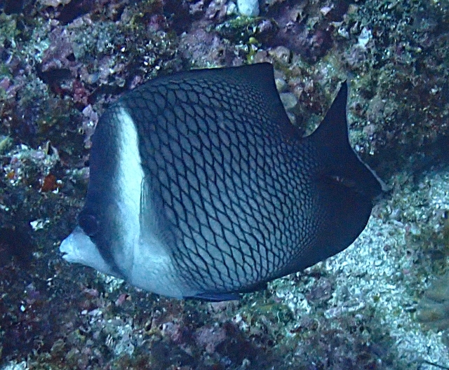 Click to View Oman Butterflyfish<br><span style='font-size:12px'><i>Dave & Rose</i></span>