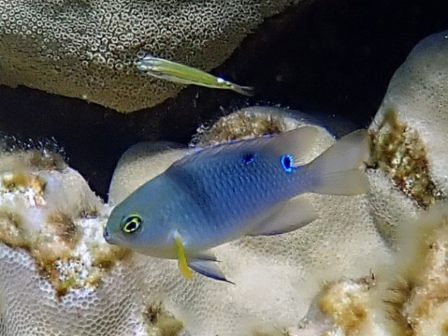 Click to View Onespot Demoiselle<br><span style='font-size:12px'><i>Dave & Rose</i></span>