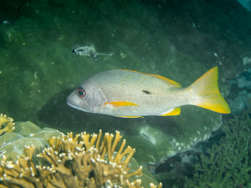 Click to View One-spot Snapper<br><span style='font-size:12px'><i>iNaturalist</i></span>
