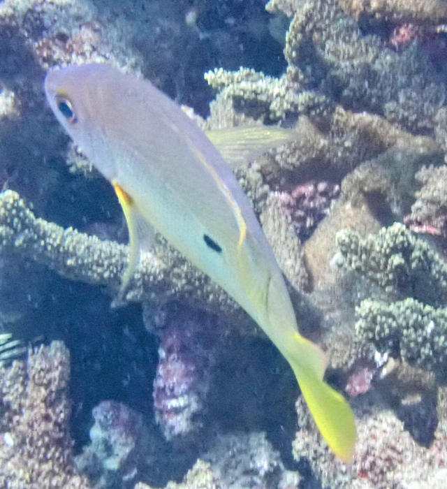 Click to View One-spot Snapper<br><span style='font-size:12px'><i>Dave & Rose</i></span>