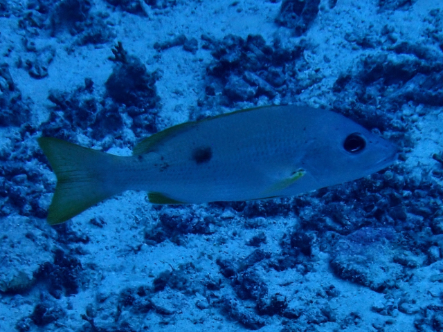 Click to View One-spot Snapper<br><span style='font-size:12px'><i>Dave & Rose</i></span>