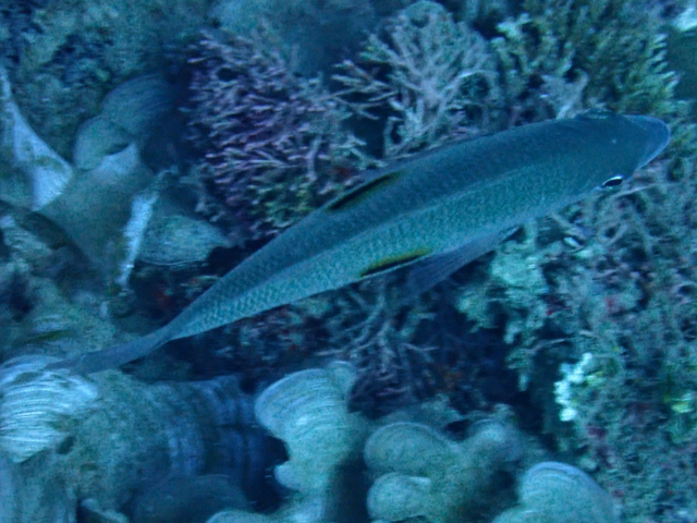 Click to View One-spot Snapper<br><span style='font-size:12px'><i>Dave & Rose</i></span>