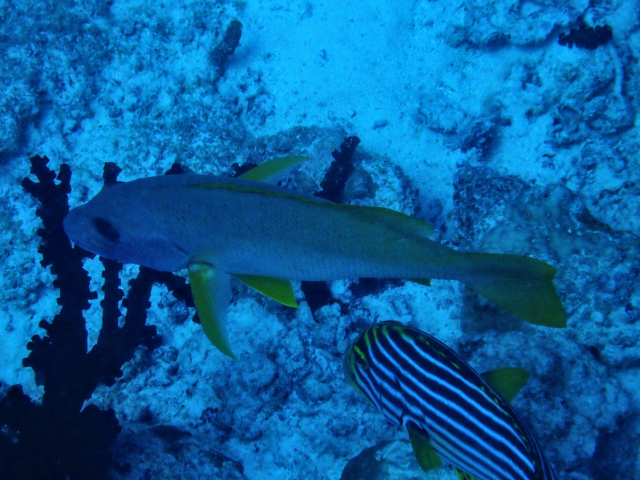 Click to View One-spot Snapper<br><span style='font-size:12px'><i>Dave & Rose</i></span>