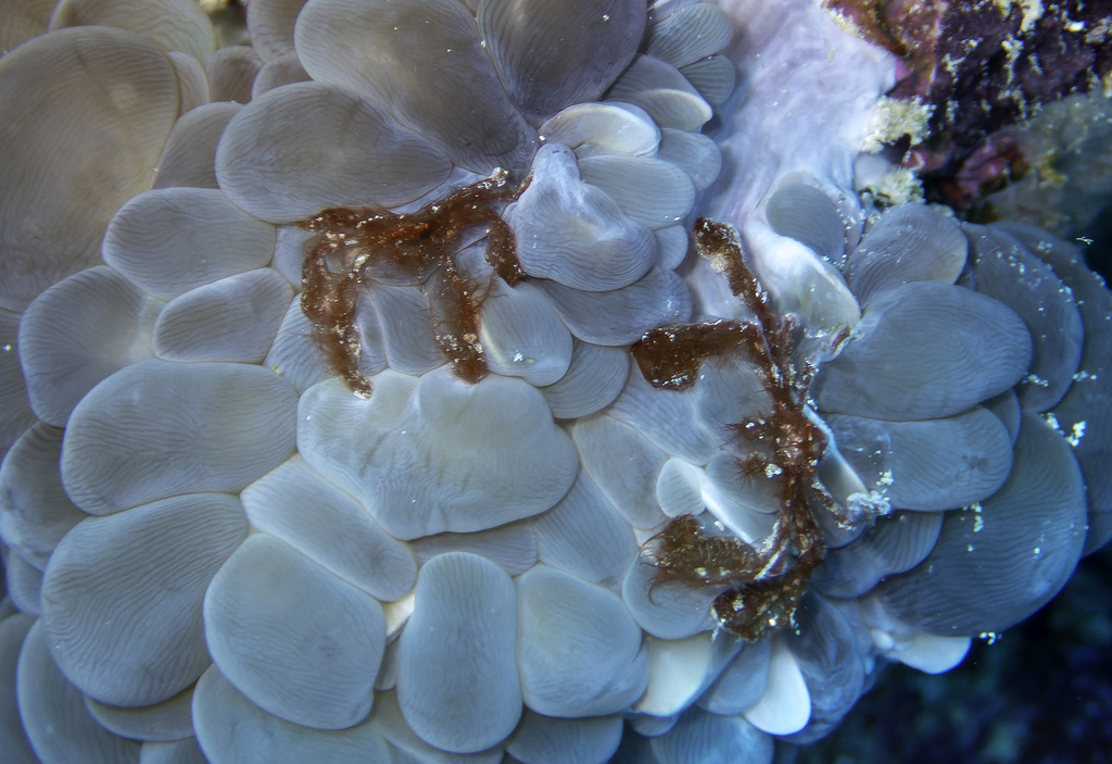 Orang-utan Crab<br><span style='font-size:12px'><i>Dave & Rose</i>&nbsp&nbspPhilippines&nbsp&nbsp3rd May 2026</span>