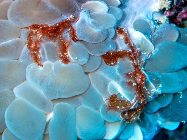 Click to View Orang-utan Crab<br><span style='font-size:12px'><i>Dave & Rose</i></span>