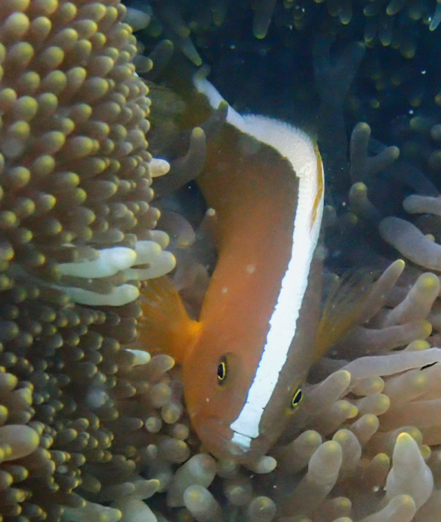 Click to View Orange Anemonefish<br><span style='font-size:12px'><i>Dave & Rose</i></span>
