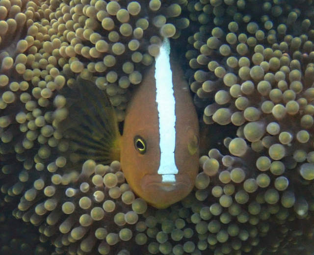 Click to View Orange Anemonefish<br><span style='font-size:12px'><i>Dave & Rose</i></span>
