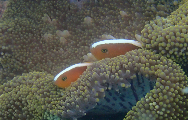 Click to View Orange Anemonefish<br><span style='font-size:12px'><i>Dave & Rose</i></span>