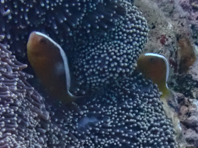 Click to View Orange Anemonefish<br><span style='font-size:12px'><i>Dave & Rose</i></span>