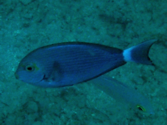 Orange-socket Surgeonfish<br><span style='font-size:12px'><i>Dave & Rose</i>&nbsp&nbspPhilippines&nbsp&nbsp26th Apr 2026</span>