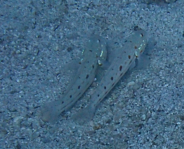 Click to View Orange-spotted Sleeper Goby<br><span style='font-size:12px'><i>Dave & Rose</i></span>