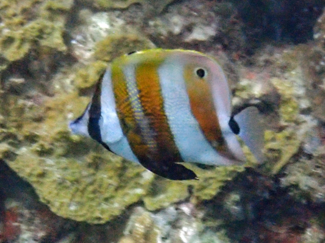 Orangebanded Coralfish<br><span style='font-size:12px'><i>Dave & Rose</i>&nbsp&nbspPhilippines&nbsp&nbsp26th Apr 2026</span>