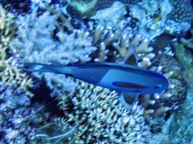 Orangeblotch Surgeonfish<br><span style='font-size:12px'><i>Dave & Rose</i></span>