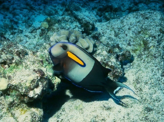 Orangeblotch Surgeonfish<br><span style='font-size:12px'><i>Dave & Rose</i>&nbsp&nbspPhilippines&nbsp&nbsp2nd May 2026</span>