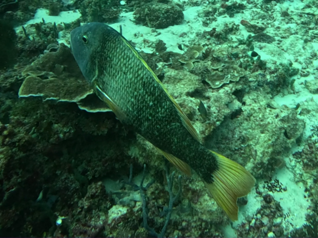 Click to View Orangefin Emperor<br><span style='font-size:12px'><i>Dave & Rose</i></span>