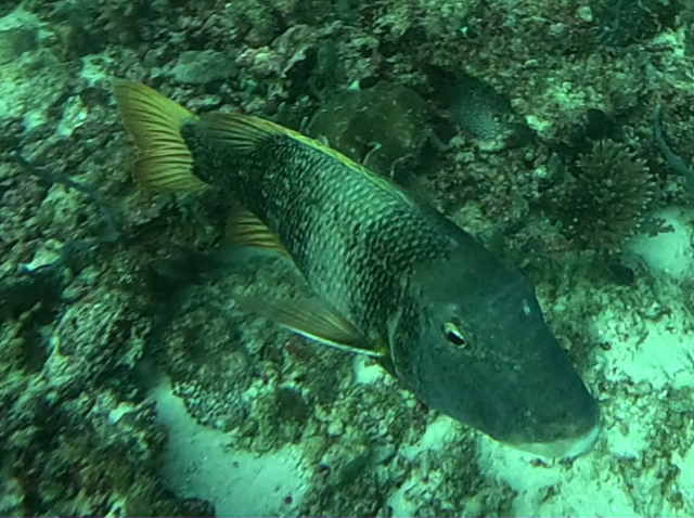 Click to View Orangefin Emperor<br><span style='font-size:12px'><i>Dave & Rose</i></span>