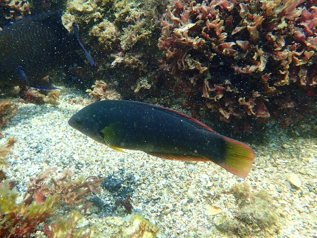 Click to View Orangefin Wrasse<br><span style='font-size:12px'><i>iNaturalist</i></span>