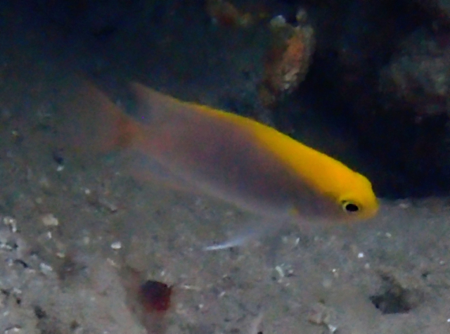 Click to View Orange-head Demoiselle<br><span style='font-size:12px'><i>Dave & Rose</i></span>