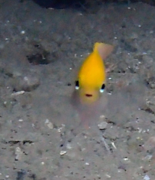 Click to View Orange-head Demoiselle<br><span style='font-size:12px'><i>Dave & Rose</i></span>