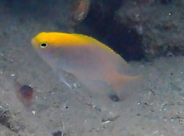 Click to View Orange-head Demoiselle<br><span style='font-size:12px'><i>Dave & Rose</i></span>