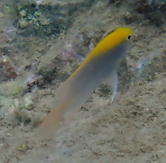 Click to View Orange-head Demoiselle<br><span style='font-size:12px'><i>Dave & Rose</i></span>