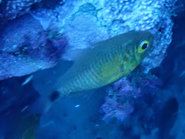 Click to View Orange-Lined Cardinalfish<br><span style='font-size:12px'><i>Dave & Rose</i></span>
