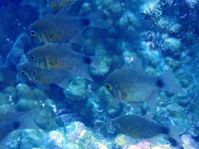 Click to View Orange-Lined Cardinalfish<br><span style='font-size:12px'><i>Dave & Rose</i></span>