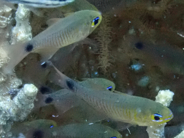 Click to View Orange-Lined Cardinalfish<br><span style='font-size:12px'><i>Dave & Rose</i></span>