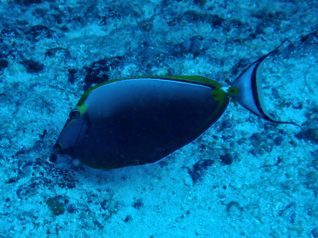 Click to View Orangespine Unicornfish<br><span style='font-size:12px'><i>Dave & Rose</i></span>